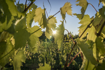 Romagna vineyard