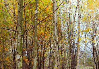 Fototapeta premium Birch wood with yellowed leaves
