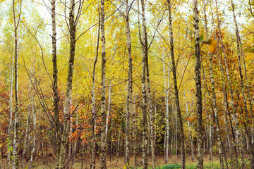 Birch wood with yellowed leaves