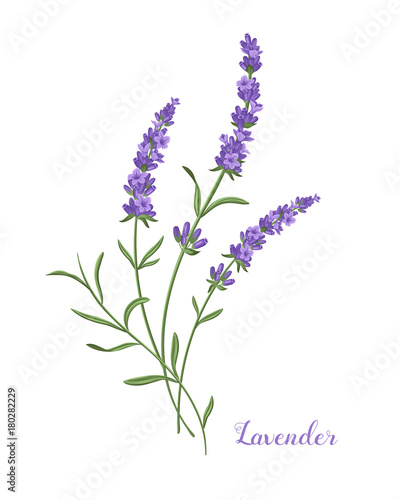 Download "Vector lavender illustration. Beautiful boquet of violet ...