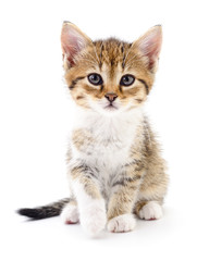 Kitten on white background.