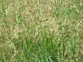 Perennial plants. Grasess in garden.