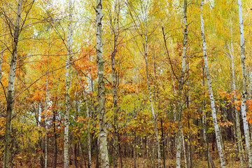 Birch wood with yellowed leaves