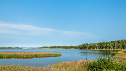 summer landscape. a lake with coastal reeds and a pine forest on the shore