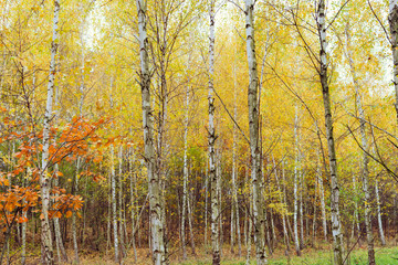 Birch wood with yellowed leaves