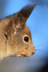 fluffy squirrel in the park