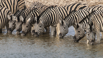 Fototapeta na wymiar Zebras gemeinsam trinkend
