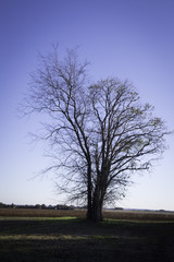 Fototapeta premium tree