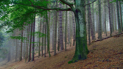 Obraz premium Bosco Wood