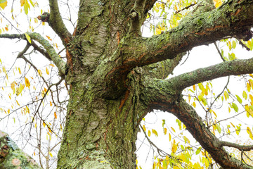 Obraz premium The barrel of cherries is covered with moss