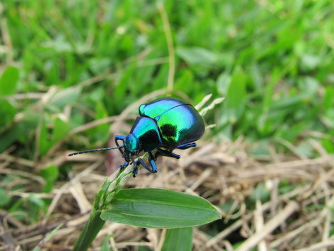 natureza
