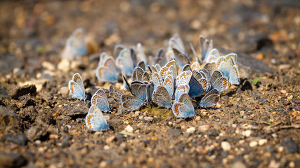 Many pretty gossamer-winged butterflies resting together