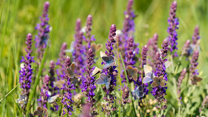 Many butterfly eating together on the flower