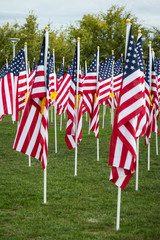 Field of Veterans Day American Flags Waving in the Breeze.