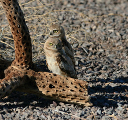 baby burrowing owls