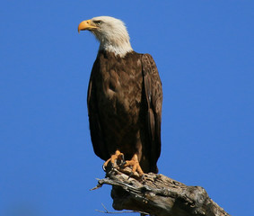 Majestic 
