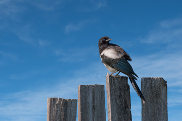 Magpie and Blue Sky