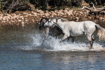 wild horse conflict