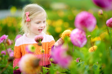 Cute little girl playing in blossoming dahlia field. Child picking fresh flowers in dahlia meadow on sunny summer day.