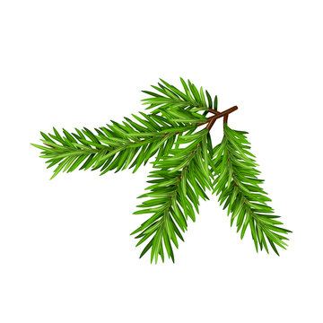 Green lush spruce or pine branch. Fir tree branch isolated on white vector christmas element