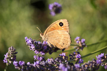 Maniola jurtina on Violet Flowers