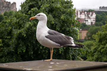 Gull in Edinburgh city