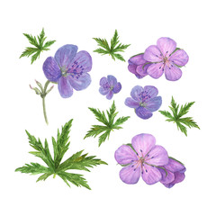 Botanical watercolor illustration of lilac geranium flowers and green leaves isolated on white background