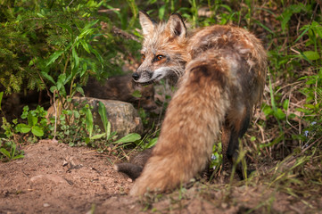 Naklejka na ściany i meble Red Fox (Vulpes vulpes) Vixen Turned