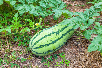 Obraz premium Wild watermelon