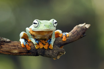 Tree frog, flying frog sitting on branch