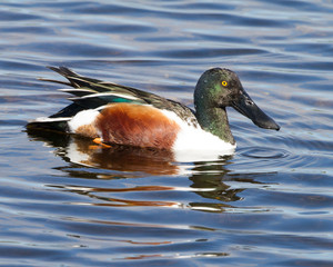 Northern Shoveler Duck