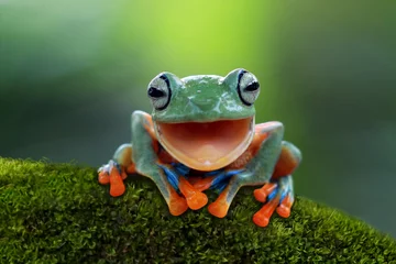 Wall murals Frog Tree frog, flying frog laughing