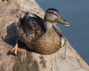 Black Duck
