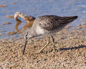 Long-billed Dowitcher