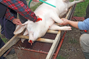 Traditional home made pig slaughtering in rural