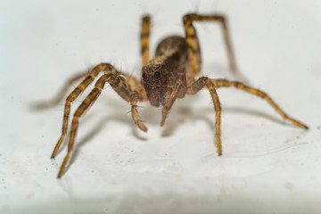 A spider crawling on white