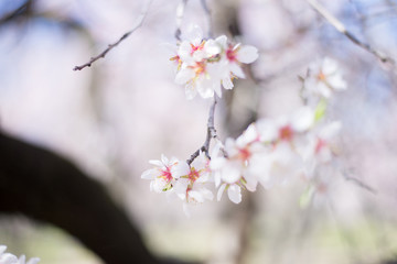 cherry blossom