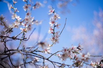 cherry blossom