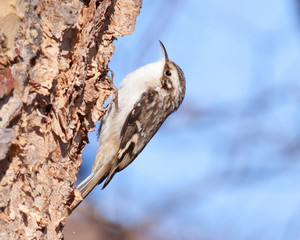 Brown Creeper