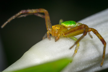 A spider crawling on white
