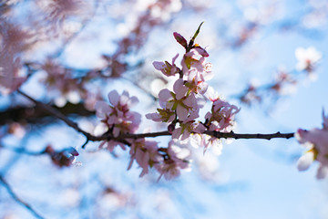 cherry blossom