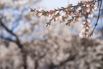 cherry blossom