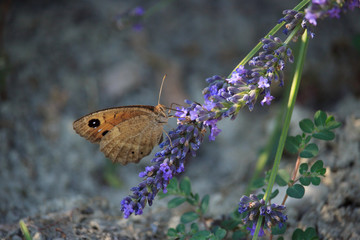 Maniola jurtina on Violet Flowers