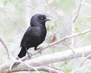 Bronzed Cowbird showing hood