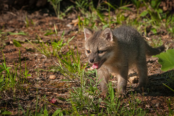 Grey Fox Kit (Urocyon cinereoargenteus) Stands Space Left