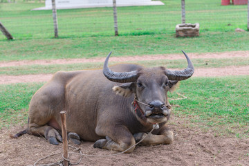 Red thai buffalo lying on the lawn,It eating grass,happy buffalo,time for relax