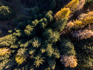 Aerial view of yellow conifer in autumn. Beautiful morning light in Switzerland