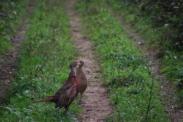 Male and Female Pheasant