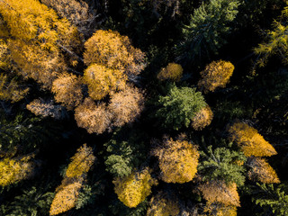 Aerial view of yellow conifer in autumn. Beautiful morning light in Switzerland