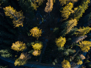 Aerial view of yellow conifer in autumn. Beautiful morning light in Switzerland